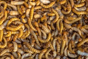 Living mealworm larvae background
